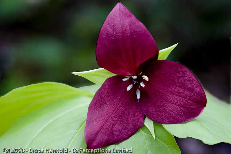 TRILLIUM IN BURGUNDY